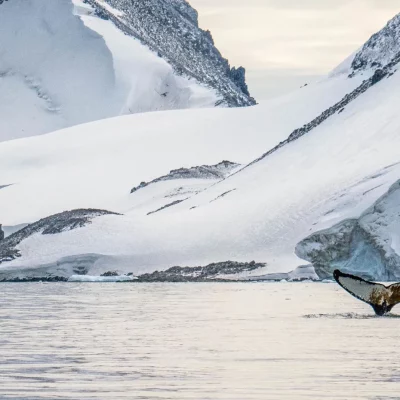 11-dagen-great-white-continent-cruise-antarctica-seabourn-1
