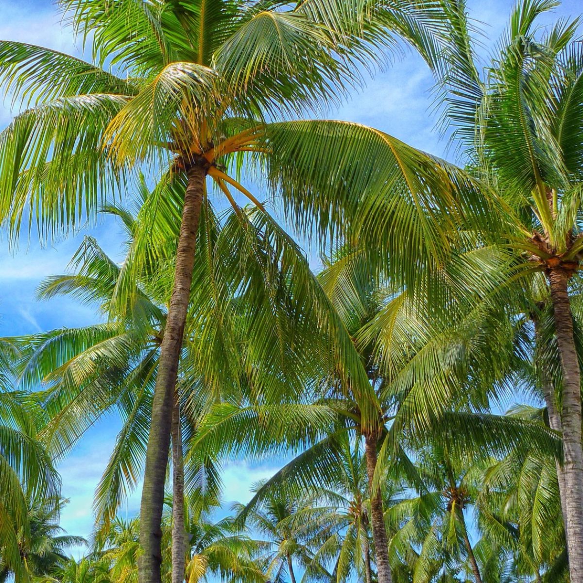 Palm-Trees_2026-03-04_13-13-23-groot