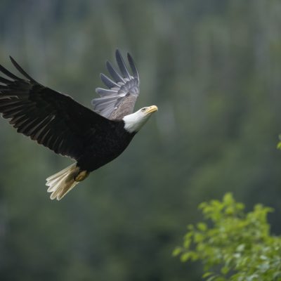 SBN_ABC_RSAY17_Bald-Eagle_Alaska_6-Groot