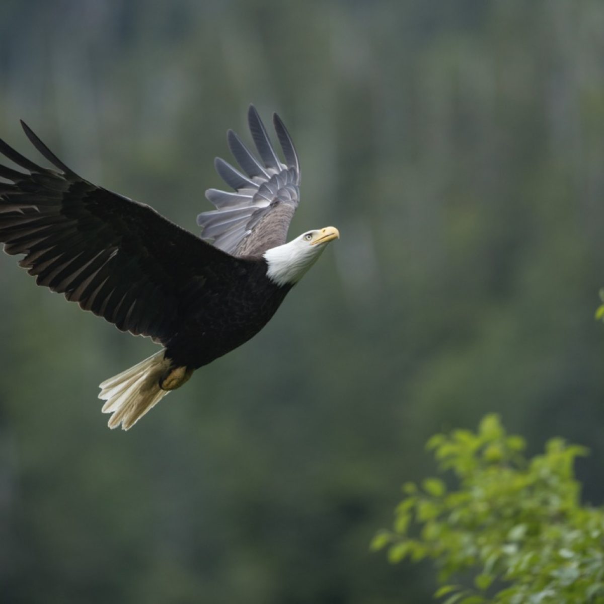 SBN_ABC_RSAY17_Bald-Eagle_Alaska_6-Groot