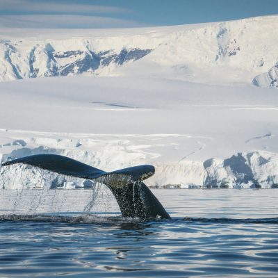 hanseatic-nature-antarktis-fotografie-dietmar-denger-153-scaled
