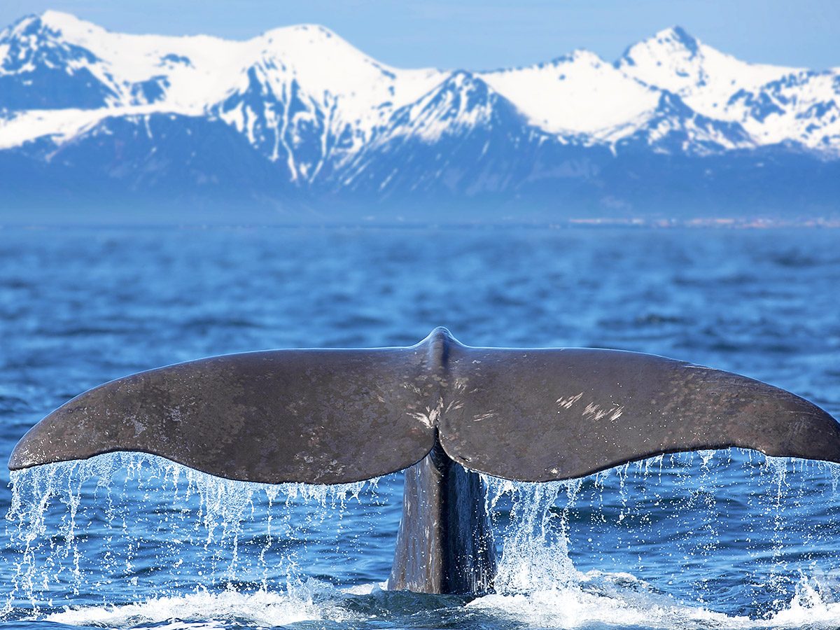 noorwegen-op-zoek-naar-het-noorderlicht-walvissafari