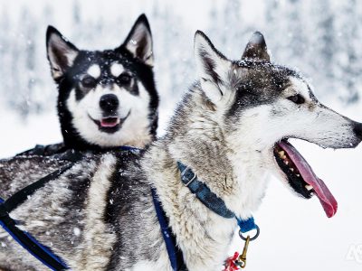 ruka-glass-village-avonturenweek-huskys