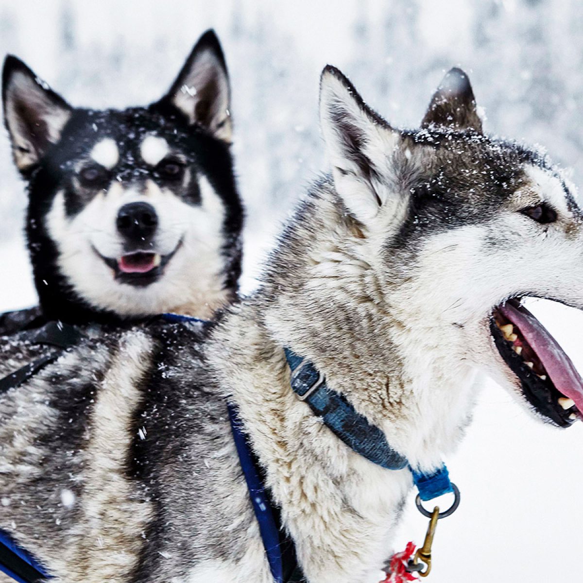 ruka-glass-village-avonturenweek-huskys