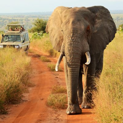 safari-tanzania-glampin-tanzaniaDSC_2690-scaled-1