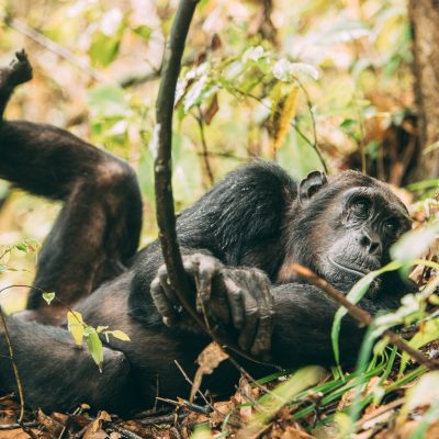 safari-tanzania-glampin-tanzaniaGreystokeMahale28