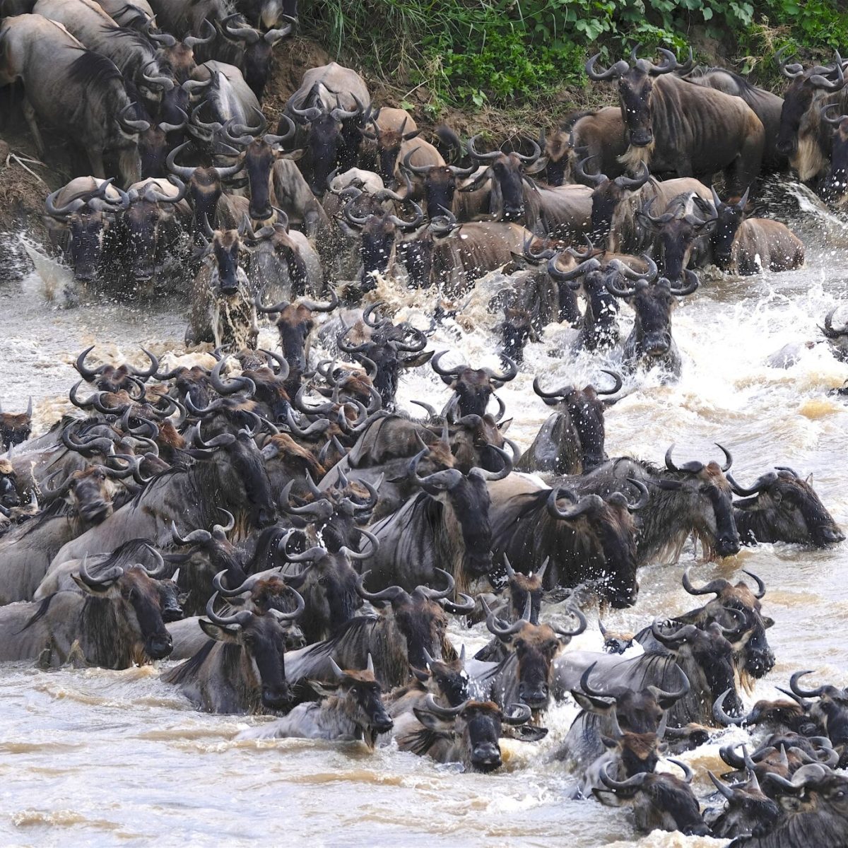 safari-tanzania-glampin-tanzaniagnous-kogatende-2-2048x1386-1
